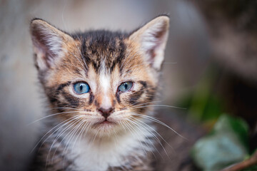 Cute blue-eyed tabby kitten looking curious and calm, with soft fur and delicate whiskers