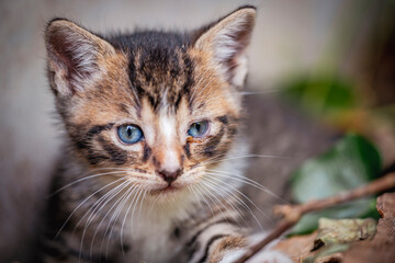 Cute blue-eyed tabby kitten looking curious and calm, with soft fur and delicate whiskers