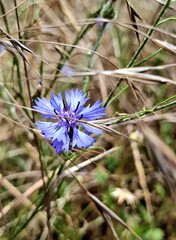 cornflower in the field.
close-up of a blue cornflower flower among dry grass