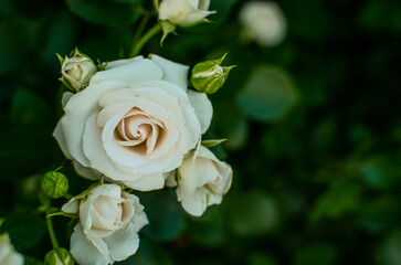single white rose