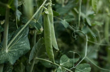 fresh green peas