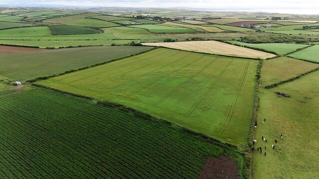 Aerial countryside view showing green fields, grazing cattle, and hedgerow divisions. - Powered by Adobe
