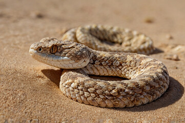Fototapeta premium Desert horned viper sand reptile wildlife africa