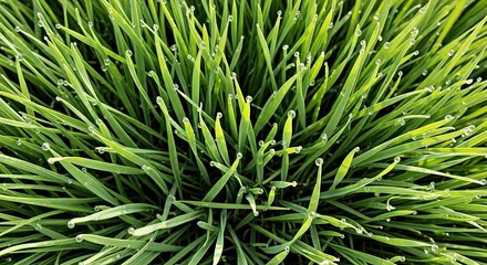 Fototapeta premium Vibrant Fresh Green Grass Texture Spring Dew Drops Natural Outdoor Beauty