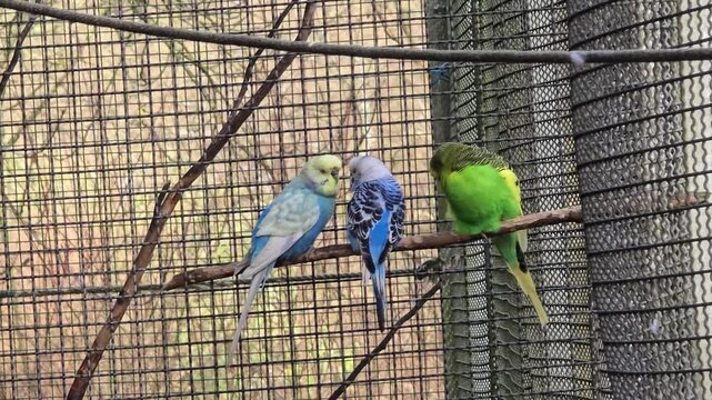 Group of parakeets resting on a wooden perch