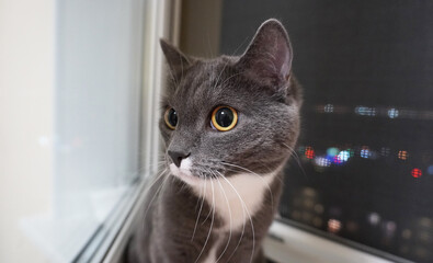 Close-up of a grey cat with a white breast and bright amber eyes looking out the window at night....