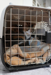 A cat in a carrier, sitting on a soft blanket, peeks through a metal grate. Her posture is alert,...