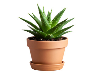 Small potted aloevera in ceramic pot, Isolated PNG