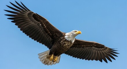 Fototapeta premium Majestic bald eagle soaring through a clear blue sky.
