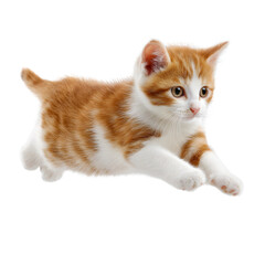 Cute orange and white kitten, isolated transparent background,PNG