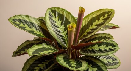 Obraz premium Close-up of a patterned houseplant with vibrant leaves.