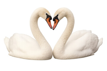 Fototapeta premium White swans forming graceful heart shape with curved necks, representing romantic partnership, silhouetted against transparent background