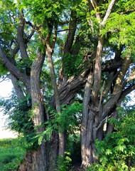 Old Twisted Tree Trunks in a Lush Green Forest