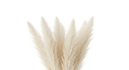Pampas grass plumes isolated on transparent background