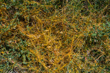 Field dodder (Cuscuta campestris) is an annual parasite belonging to the Cuscutaceae family. It...