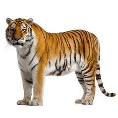 Obraz premium Tiger Orange , side view, front view, isolated transparent background
