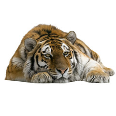 Obraz premium Tiger Orange , side view, front view, isolated transparent background