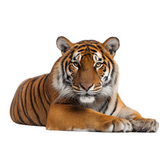 Obraz premium Tiger Orange , side view, front view, isolated transparent background