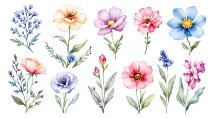 Floral background with flowers, Set of watercolor Wildflowers, Clipart watercolor flowers