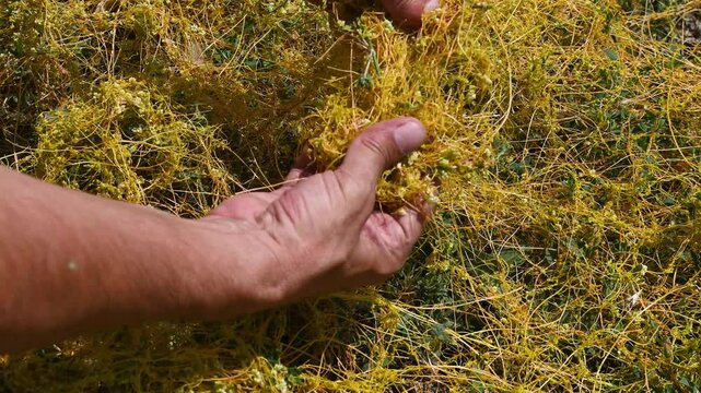 Field dodder (Cuscuta campestris) is an annual parasite belonging to the Cuscutaceae family. It needs host plants such as legumes, oilseed crops, and forage crops to survive. 