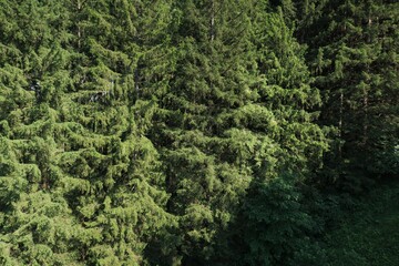 Lush green forest canopy in the Füssen region of Germany showcases vibrant natural beauty at midday
