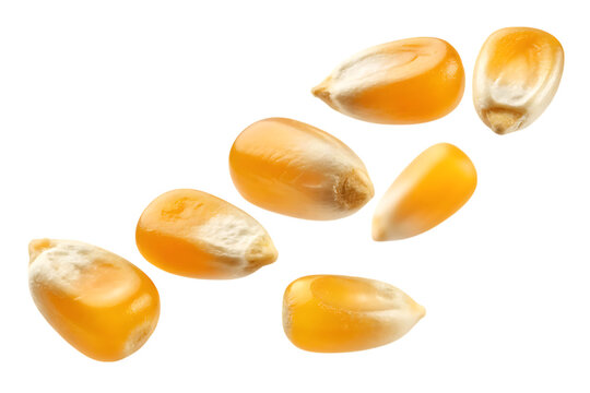 Macro shot of dried corn kernels on transparent background