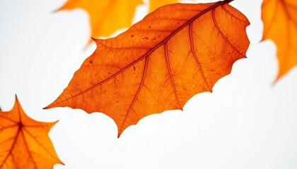 Obraz premium Crisp, dried brown maple leaf, intricate detail, isolated, detail, natural