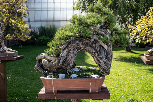 Living Art The Diverse World of Bonsai Masterpieces