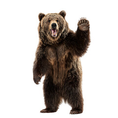 Obraz premium full-body standing grizzly bear, transparent isolated background ,PNG