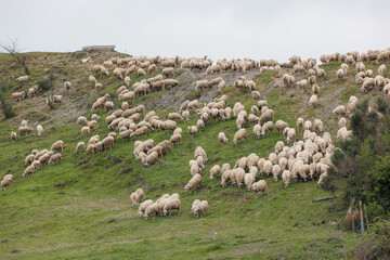 A large flock of sheep grazes on a green hillside under overcast skies. The sheep spread across the...