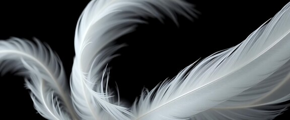Fototapeta premium Delicate white bird feathers, softly curved, against a stark black backdrop, wings, detail
