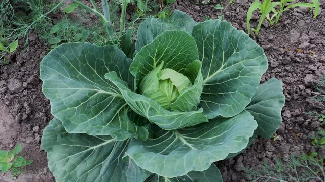 head of cabbage of the aggressor variety