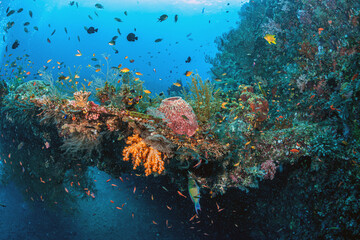Coral reef in South Pacific, Bali, Liberty Shipwreck