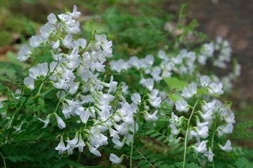 Close up of purple flowers Campanula persicifolia is a species of flowering plant commonly known as the peach-leaved bellflower, growing in forest.