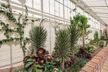 Large airy greenhouse with exotic plants and vine.