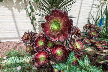 A succulent evergreen perennial Aeonium arboreum Blackhead.