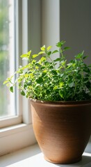 Sunlit Oregano in Terracotta Pot by Window