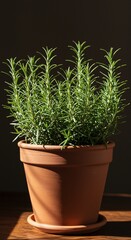 Sunlit Rosemary Plant in Terracotta Pot on Wooden Surface