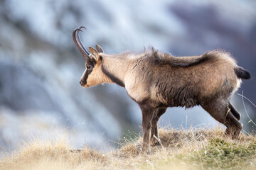 Rare Apennine chamois in the wild, captured in stunning alpine settings. Perfect for nature, wildlife, and eco-tourism projects. Authentic, high-quality mountain photography