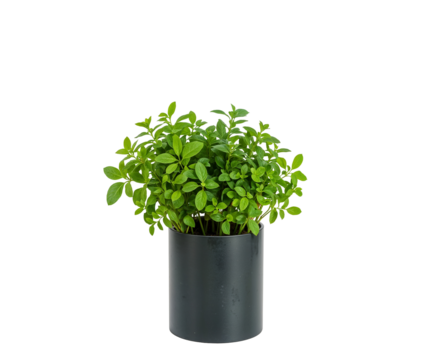 Elegant indoor herb garden showcasing a cylinder pot with thriving greenery and automated misting system for urban farming