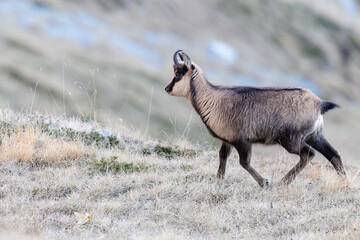 Rare Apennine chamois in the wild, captured in stunning alpine settings. Perfect for nature, wildlife, and eco-tourism projects. Authentic, high-quality mountain photography