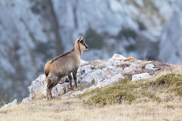 Rare Apennine chamois in the wild, captured in stunning alpine settings. Perfect for nature,...