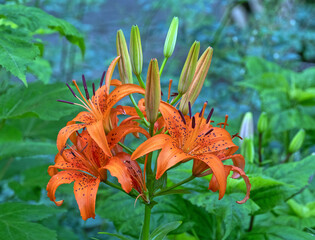 Lilium  is a genus of herbaceous flowering plants