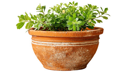 Fototapeta premium A rustic terracotta pot filled with lush green plants, showcasing vibrant leaves against a clean backdrop.