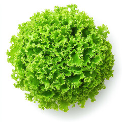 Fototapeta premium Fresh green lettuce head with curly leaves isolated on white