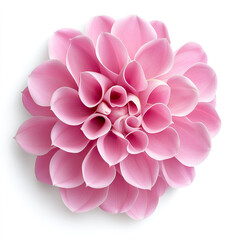 Fototapeta premium Pink dahlia flower with gently curled petals and soft blush accents