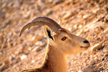 portrait of a goat