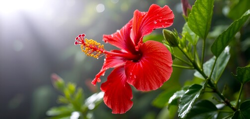 Obraz premium Close up of a vibrant red hibiscus flower with yellow stamen and green leaves in soft sunlight