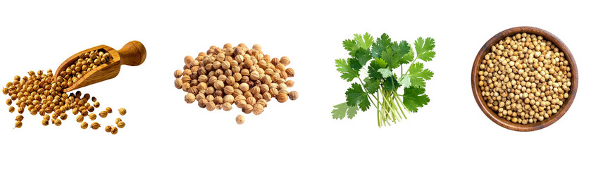 Coriander Seeds and Fresh Cilantro Leaves Isolated on Transparent Background