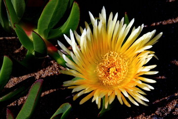 yellow flower with water drops